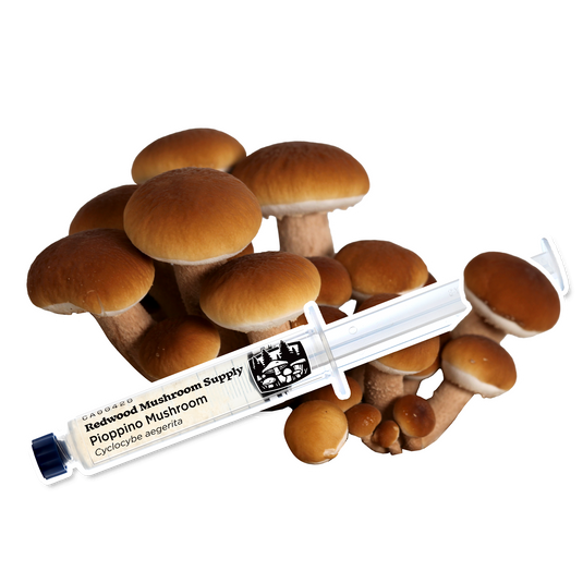 Pioppino Mushroom Liquid Culture Syringe