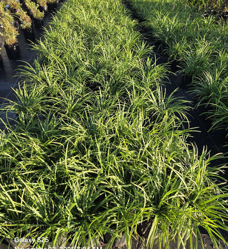 Load image into Gallery viewer, Big Blue  Liriope |  Monkey Grass
