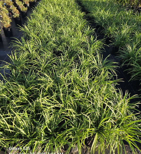 Big Blue Liriope | Monkey Grass, additional product view 2