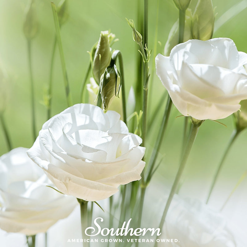 Load image into Gallery viewer, Sapphire White Lisianthus – 25 Seeds
