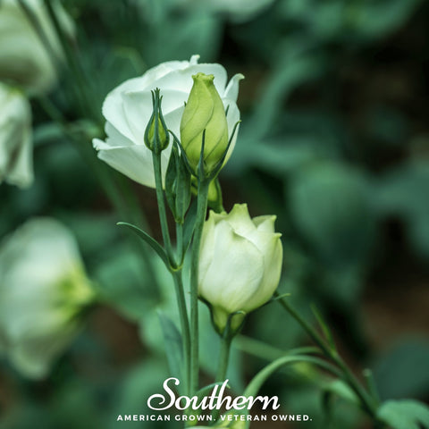 Sapphire White Lisianthus – 25 Seeds, additional product view 2