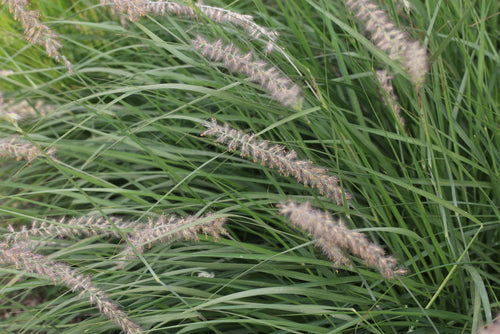Load image into Gallery viewer, Native Grass Seed Blend - Big Bluestem, Little Bluestem, Indiangrass, RC Big Rock Switchgrass
