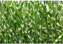 Little Zebra dwarf zebra grass, Miscanthus