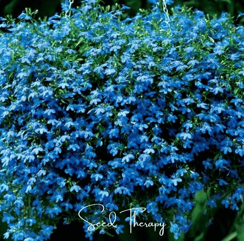 Load image into Gallery viewer, Blue Carpet Lobelia – 100 Seeds
