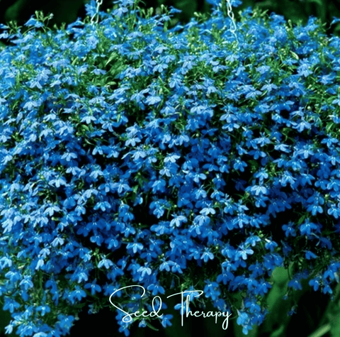 Blue Carpet Lobelia 100 Seeds