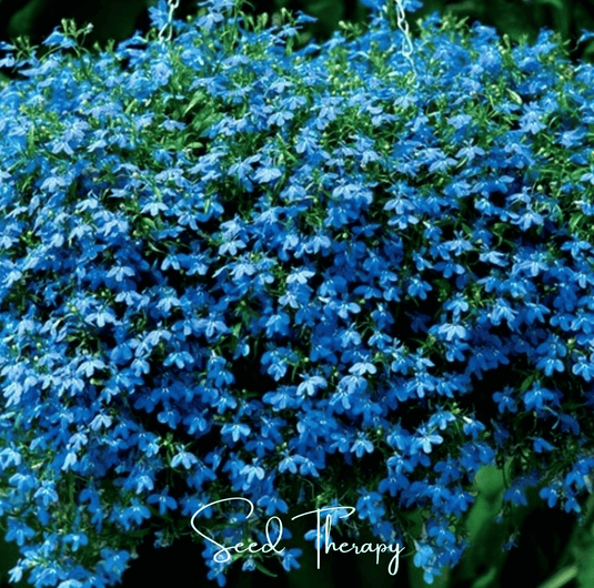 Blue Carpet Lobelia – 100 Seeds