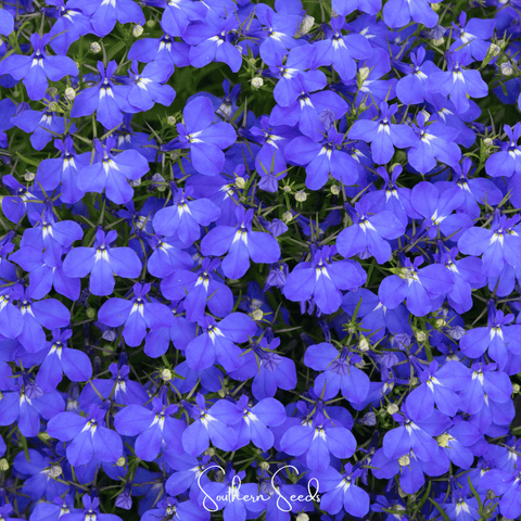 Blue Carpet Lobelia – 100 Seeds, additional product view 2