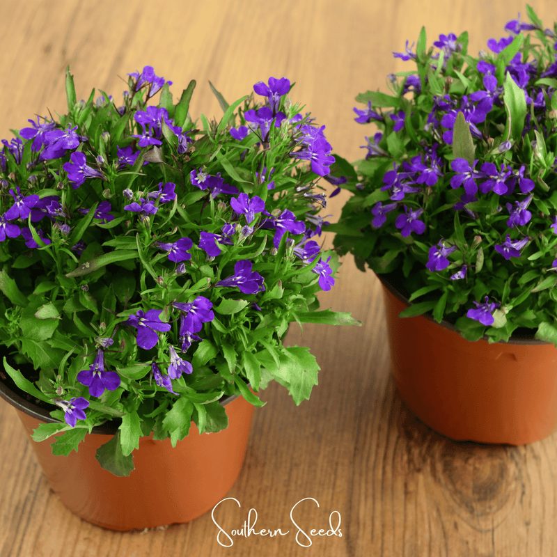 Load image into Gallery viewer, Blue Carpet Lobelia – 100 Seeds
