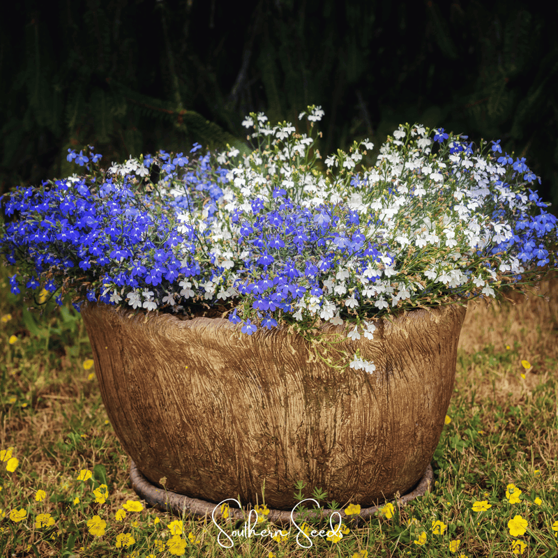 Load image into Gallery viewer, Blue Carpet Lobelia – 100 Seeds
