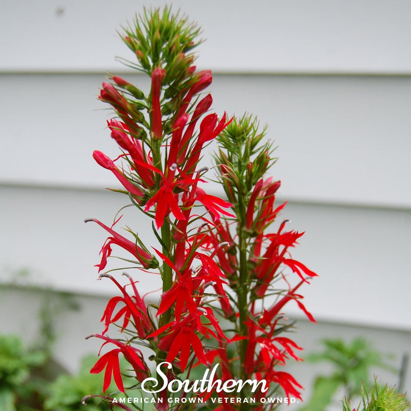 Load image into Gallery viewer, Cardinal Flower Lobelia – 250 Seeds

