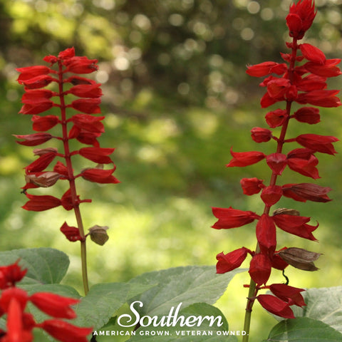 Cardinal Flower Lobelia – 250 Seeds, additional product view 2