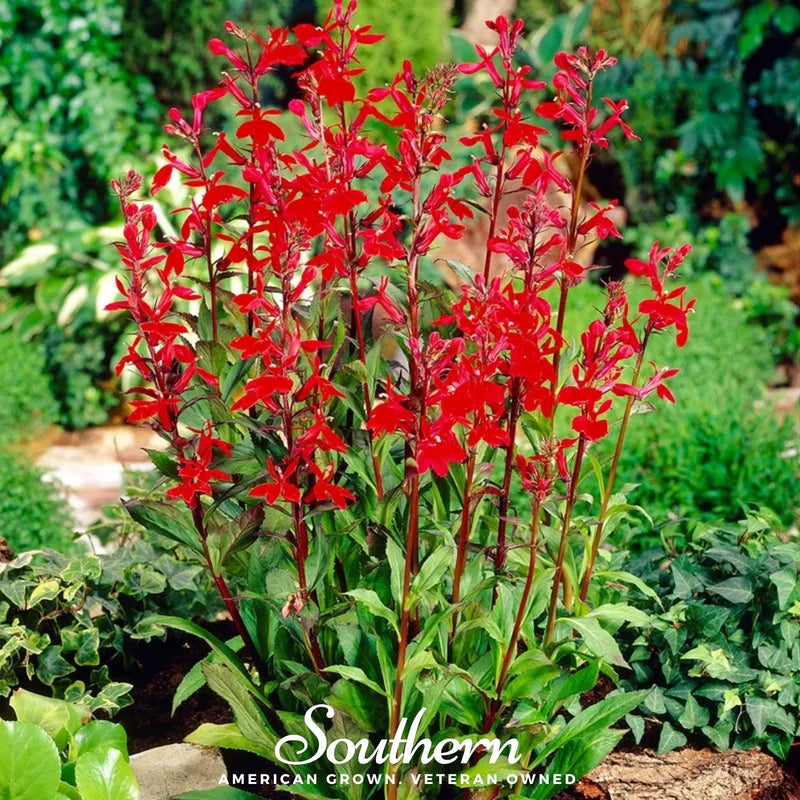 Load image into Gallery viewer, Cardinal Flower Lobelia – 250 Seeds
