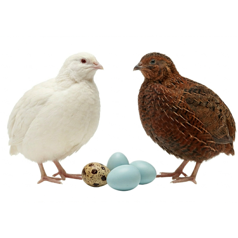 Lone Star red, white, and blue special edition quail hatching eggs, 24 count