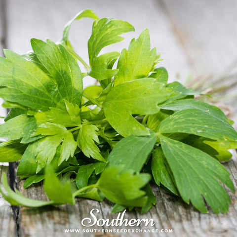 Lovage – 50 Seeds, additional product view 2
