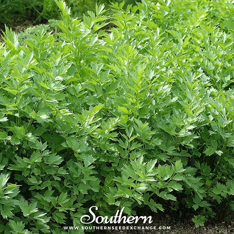 Load image into Gallery viewer, Lovage – 50 Seeds
