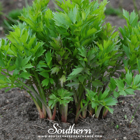 Lovage seeds package, 50 count, GrowTime Garden Supply