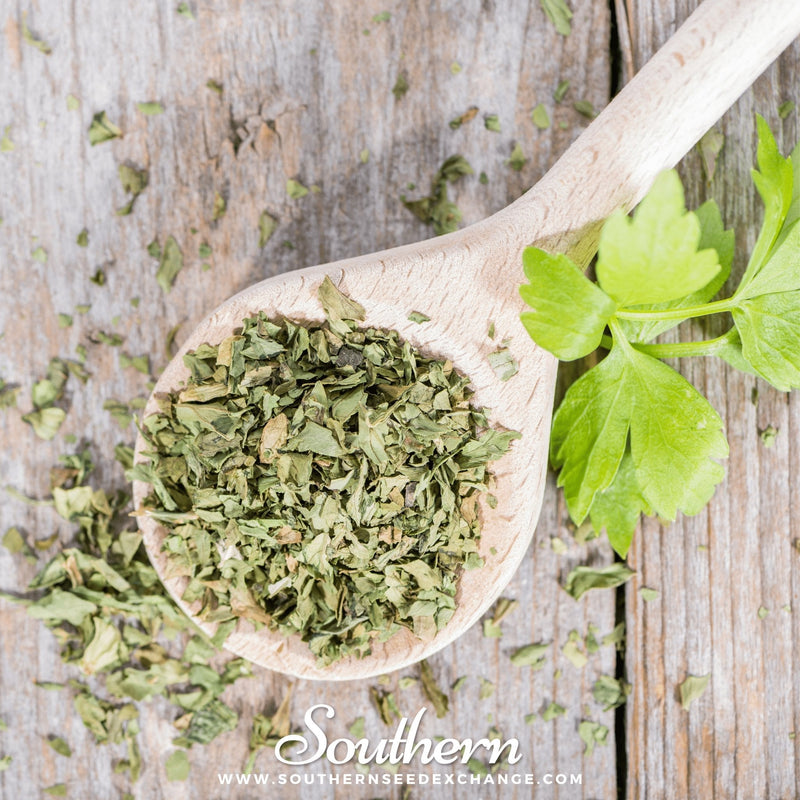 Load image into Gallery viewer, Lovage – 50 Seeds

