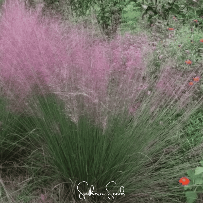 Load image into Gallery viewer, Purple Love Grass – 50 Seeds
