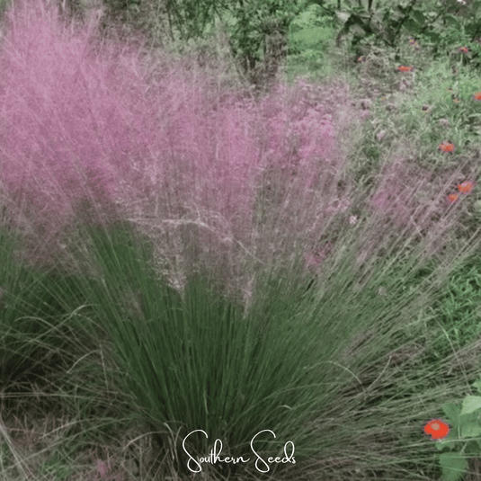 Purple Love Grass – 50 Seeds