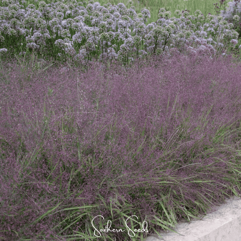 Load image into Gallery viewer, Purple Love Grass – 50 Seeds
