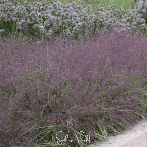 Purple Love Grass – 50 Seeds, additional product view 2