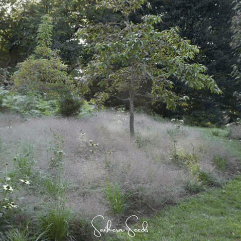Purple Love Grass 50 Seeds