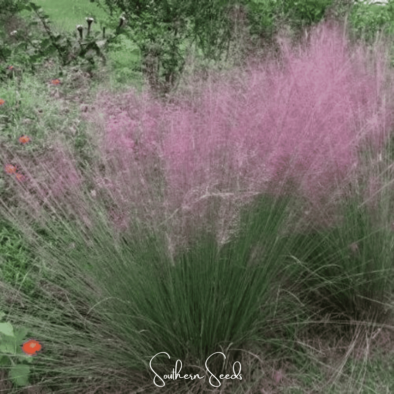 Load image into Gallery viewer, Purple Love Grass – 50 Seeds
