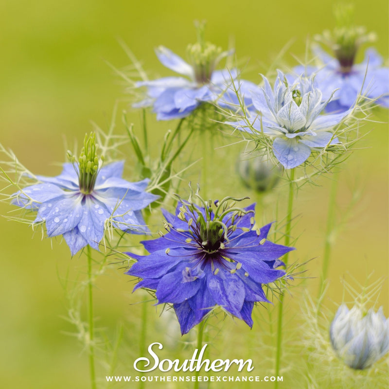 Load image into Gallery viewer, Jewels Mix Love in a Mist – 100 Mixed Seeds
