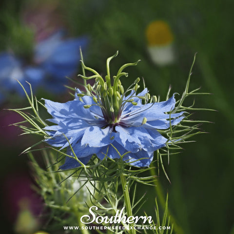 Jewels Mix Love in a Mist – 100 Seeds, additional product view 2