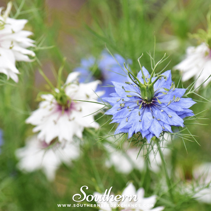 Load image into Gallery viewer, Jewels Mix Love in a Mist – 100 Mixed Seeds
