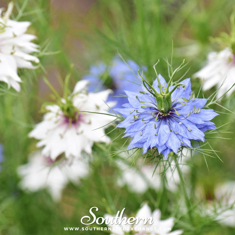 Jewels Mix Love in a Mist seeds package, 100 count, GrowTime Garden Supply