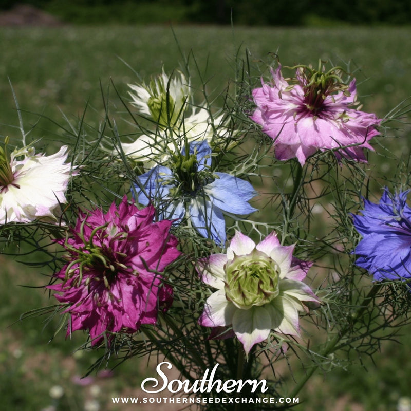 Load image into Gallery viewer, Jewels Mix Love in a Mist – 100 Mixed Seeds
