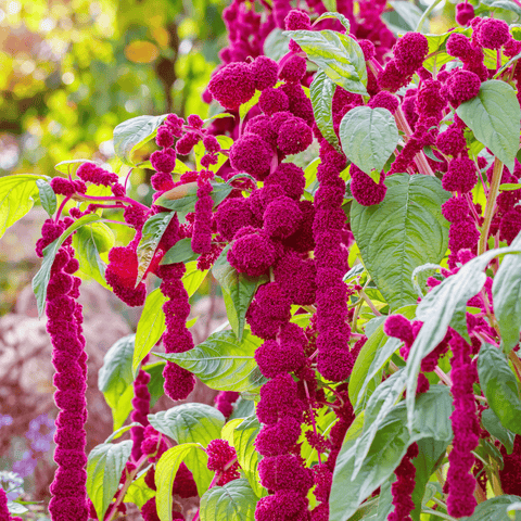 Love Lies Bleeding Amaranth – 250 Seeds, additional product view 2