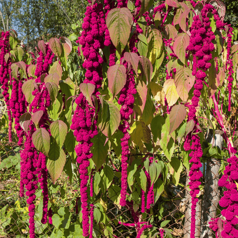 Load image into Gallery viewer, Love Lies Bleeding Amaranth – 250 Seeds
