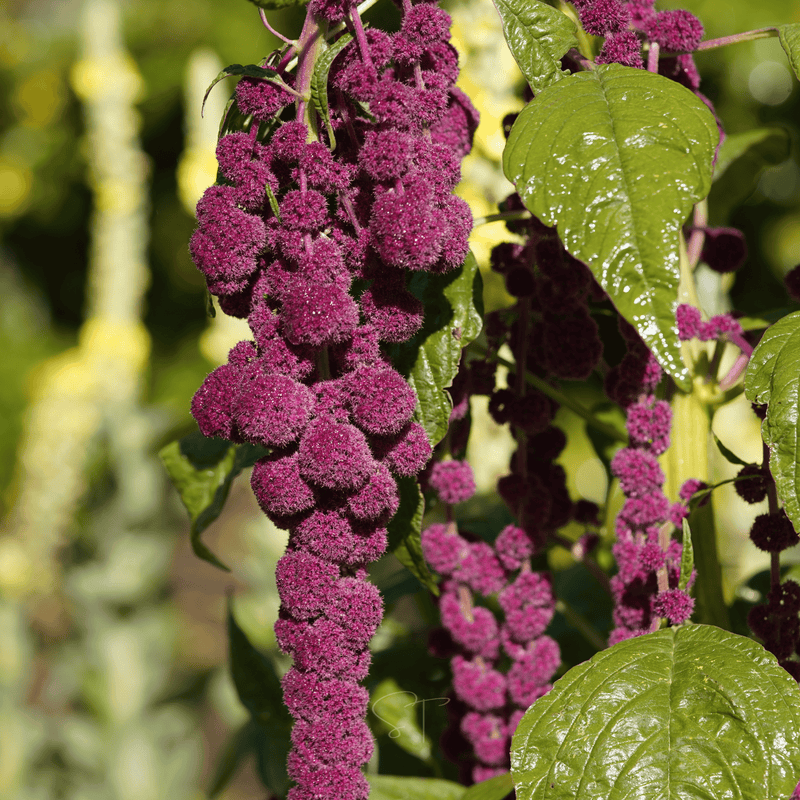 Load image into Gallery viewer, Love Lies Bleeding Amaranth – 250 Seeds
