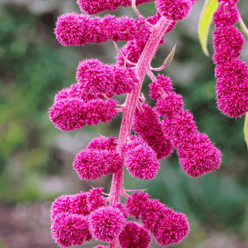 Load image into Gallery viewer, Love Lies Bleeding Amaranth – 250 Seeds
