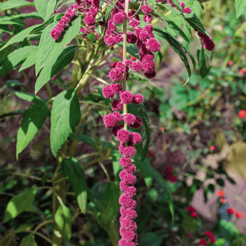 Load image into Gallery viewer, Love Lies Bleeding Amaranth – 250 Seeds
