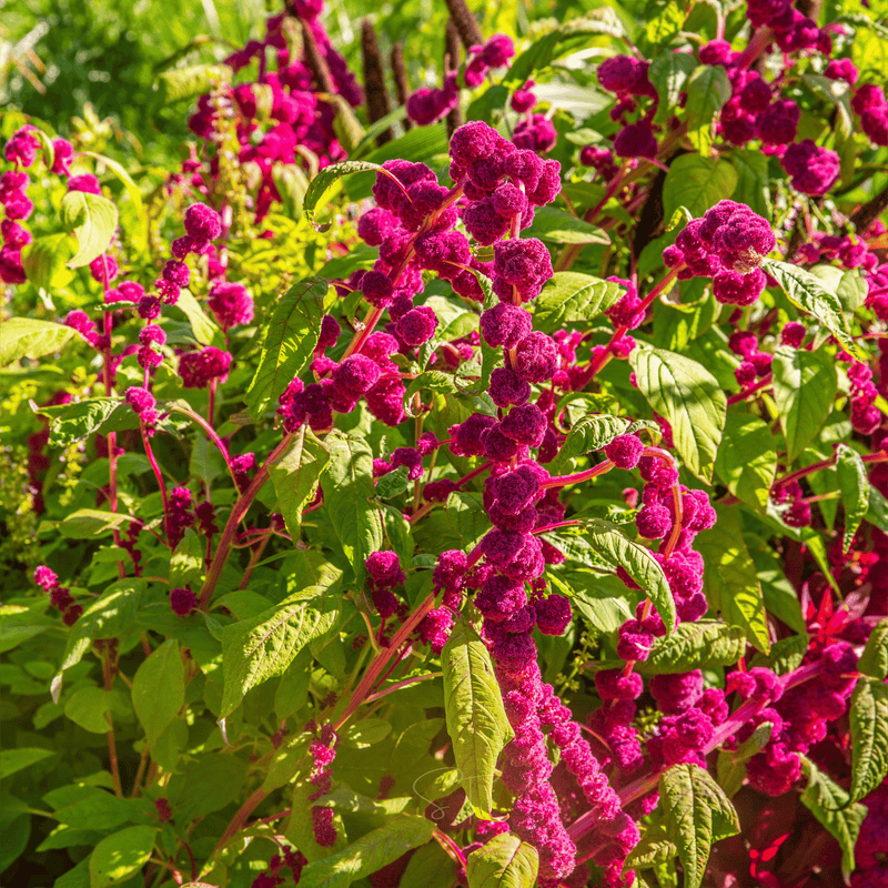 Load image into Gallery viewer, Love Lies Bleeding Amaranth – 250 Seeds
