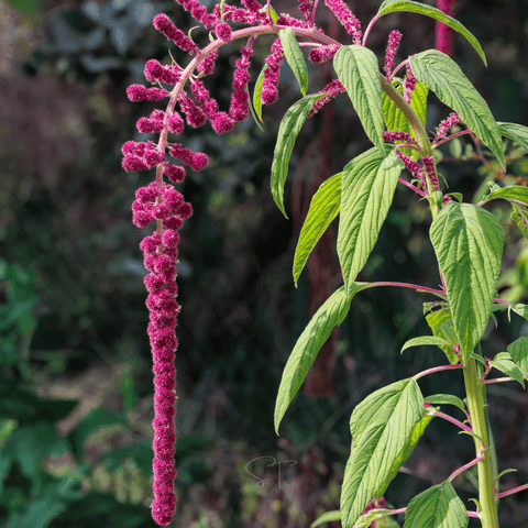 Love Lies Bleeding Amaranth seeds package, 250 count, GrowTime Garden Supply