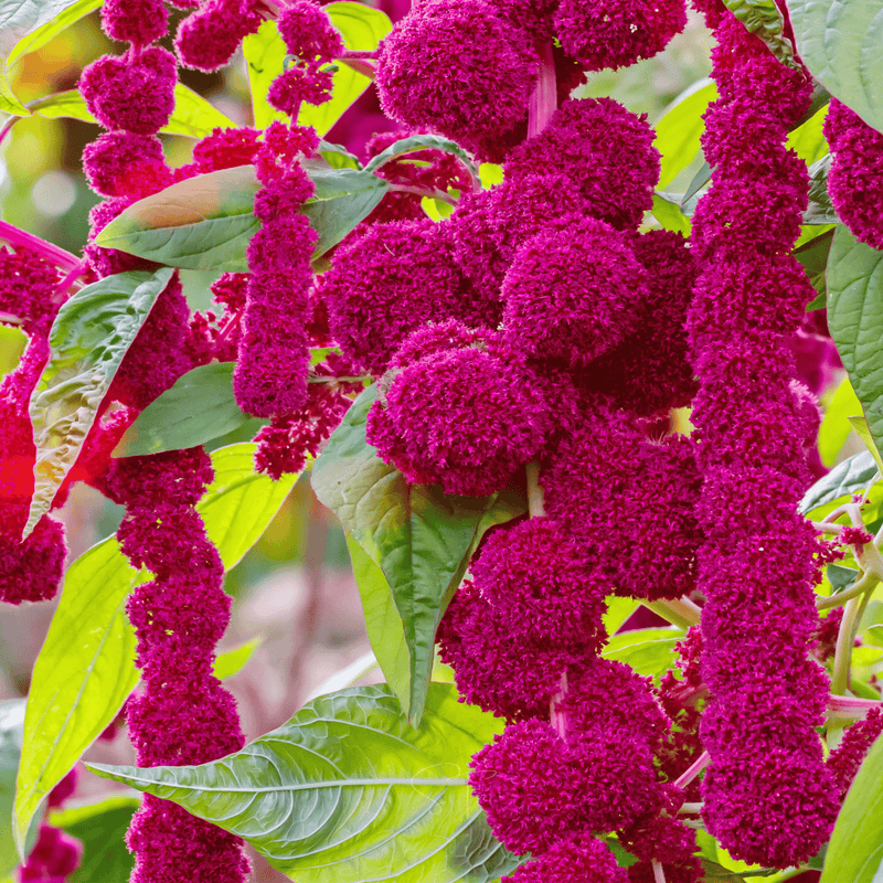 Load image into Gallery viewer, Love Lies Bleeding Amaranth – 250 Seeds
