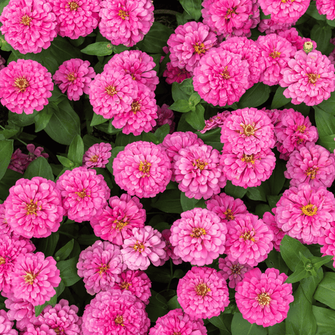Luminosa Zinnia – 100 Seeds, additional product view 2