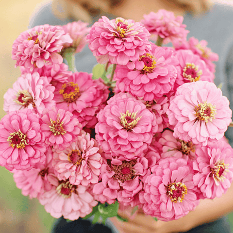 Luminosa Zinnia 100 Seeds