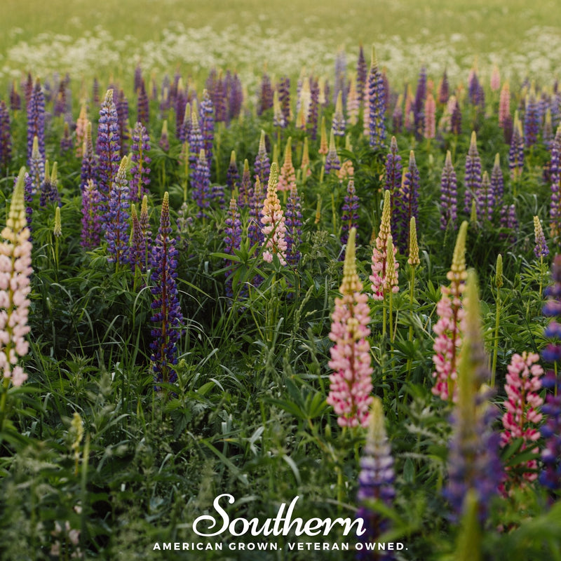 Load image into Gallery viewer, Perennial Lupine – 50 Seeds
