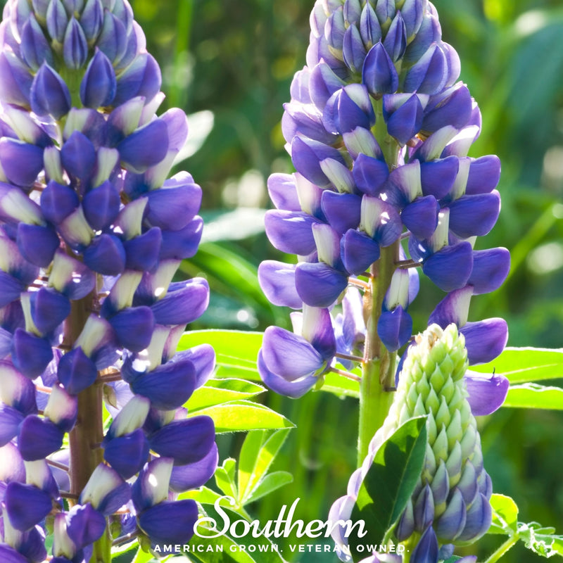 Load image into Gallery viewer, Perennial Lupine – 50 Seeds
