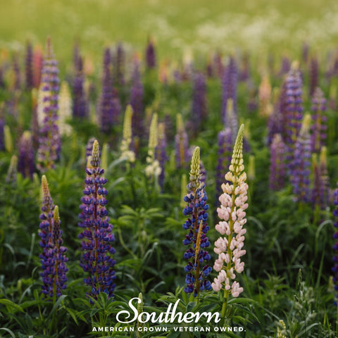 Perennial Lupine 50 Seeds