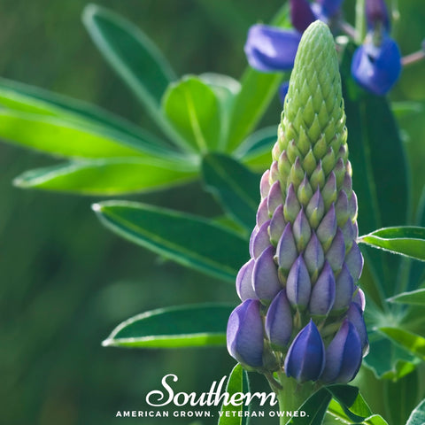 Perennial Lupine – 50 Seeds, additional product view 2