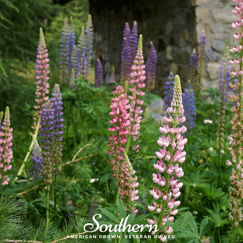 Load image into Gallery viewer, Russell Lupine – 50 Seeds
