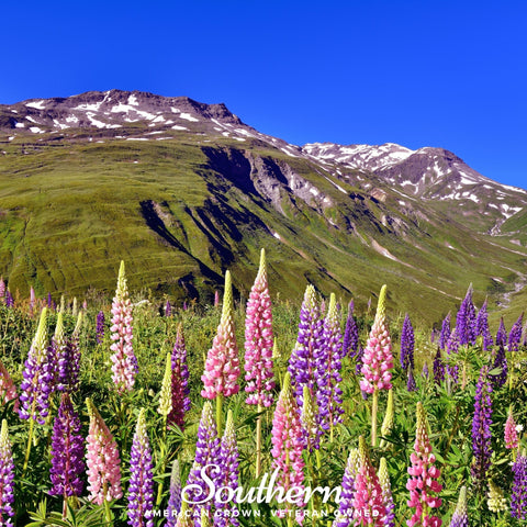 Russell Lupine 50 Seeds
