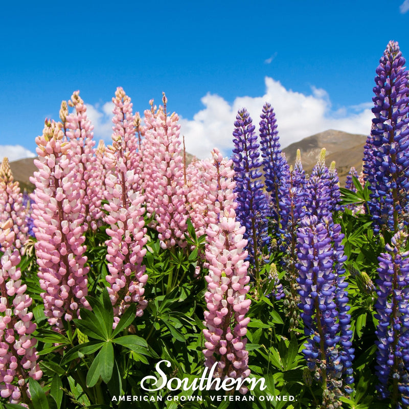 Load image into Gallery viewer, Russell Lupine – 50 Seeds
