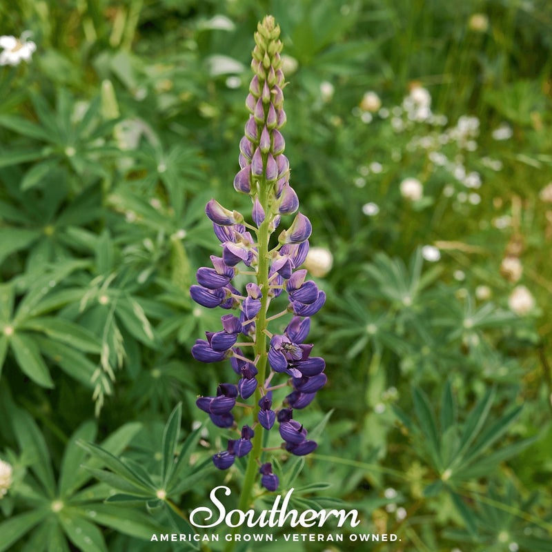 Load image into Gallery viewer, Russell Lupine – 50 Seeds

